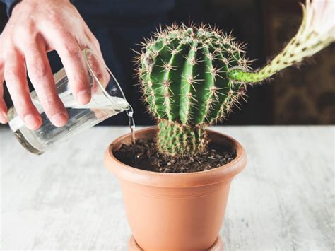 moisture meter for cactus|cactus watering techniques.